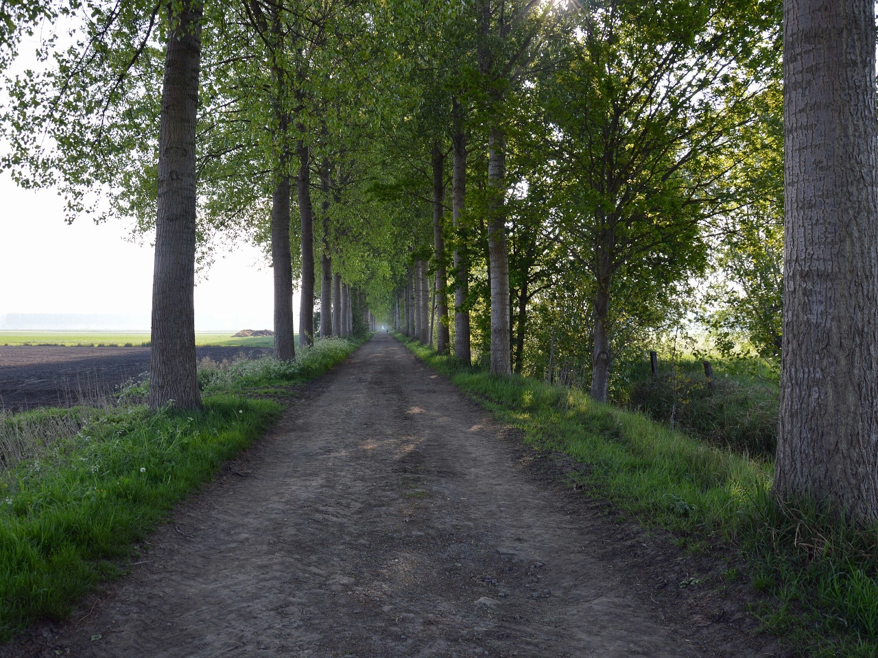 Toprak yol