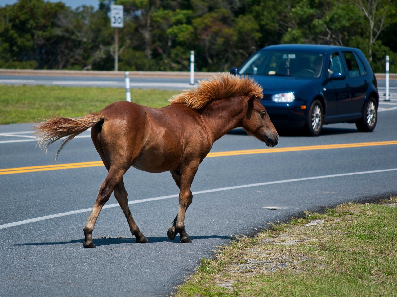 Caballo