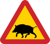 Waarschuwing voor everzwijnen op de weg.