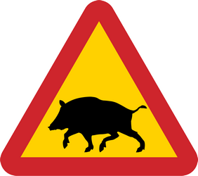 Waarschuwing voor everzwijnen op de weg.